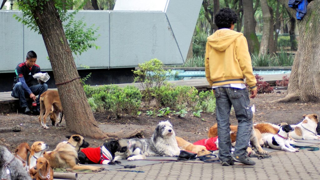 Dog Parks in Vancouver