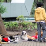 Dog Parks in Vancouver