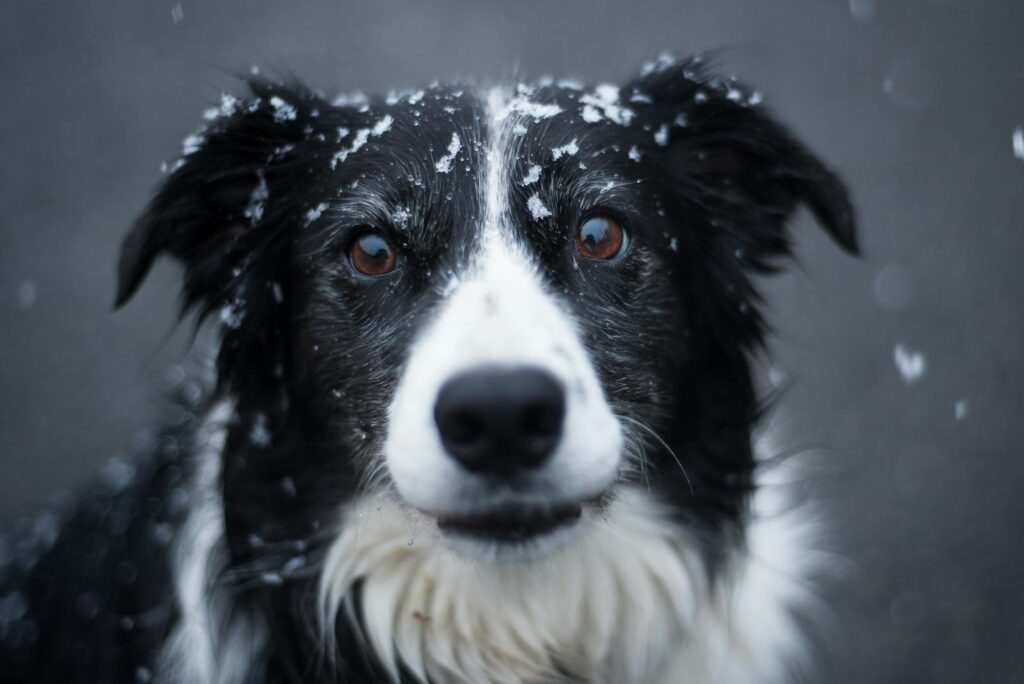 Keeping Your Dog Comfortable When It's Freezing Outside