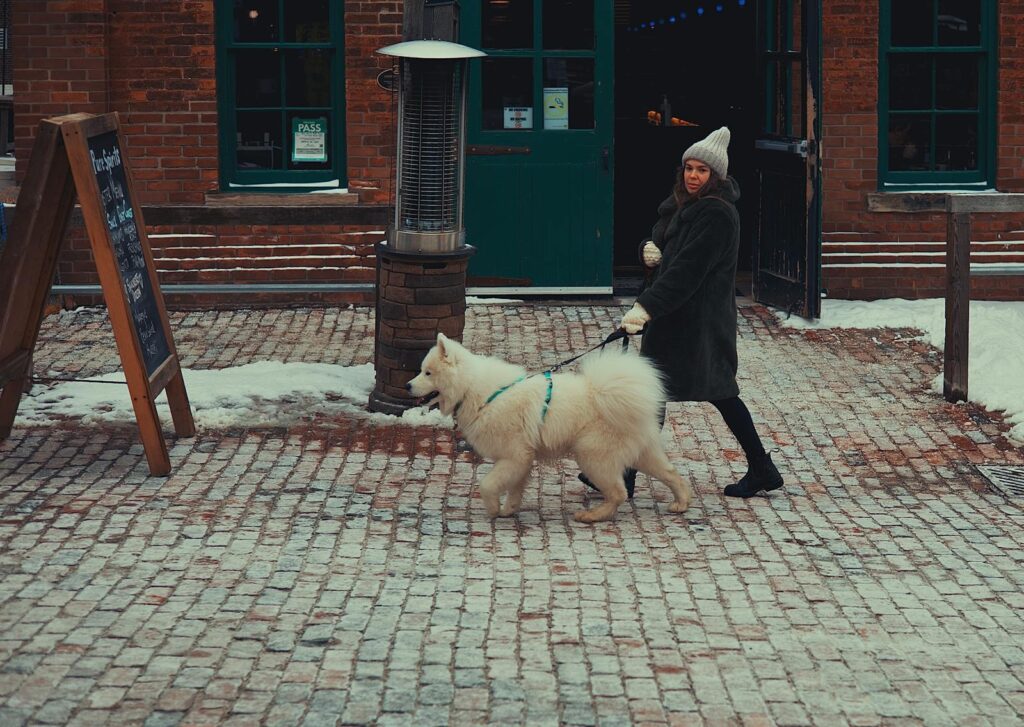Building a Balanced Daily Routine for Your Toronto Dog