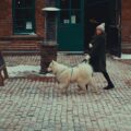 Building a Balanced Daily Routine for Your Toronto Dog