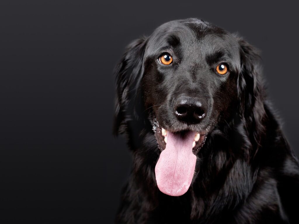 dog, pet, hovawart, black, dog head, black dog, tongue out, black fur, furry, dog portrait, portrait, animal, domestic dog