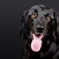 dog, pet, hovawart, black, dog head, black dog, tongue out, black fur, furry, dog portrait, portrait, animal, domestic dog