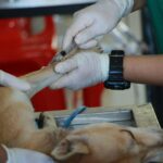 The Vet Visit Schedule: Keeping Your Ottawa Dog Healthy