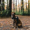A Plott Hound sits on a forest path during autumn in Ottawa, Canada.