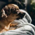 A cute Chihuahua lying on a soft blanket, bathed in warm sunlight, indoors.