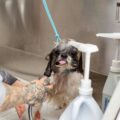 Edmonton Dog Spa Day