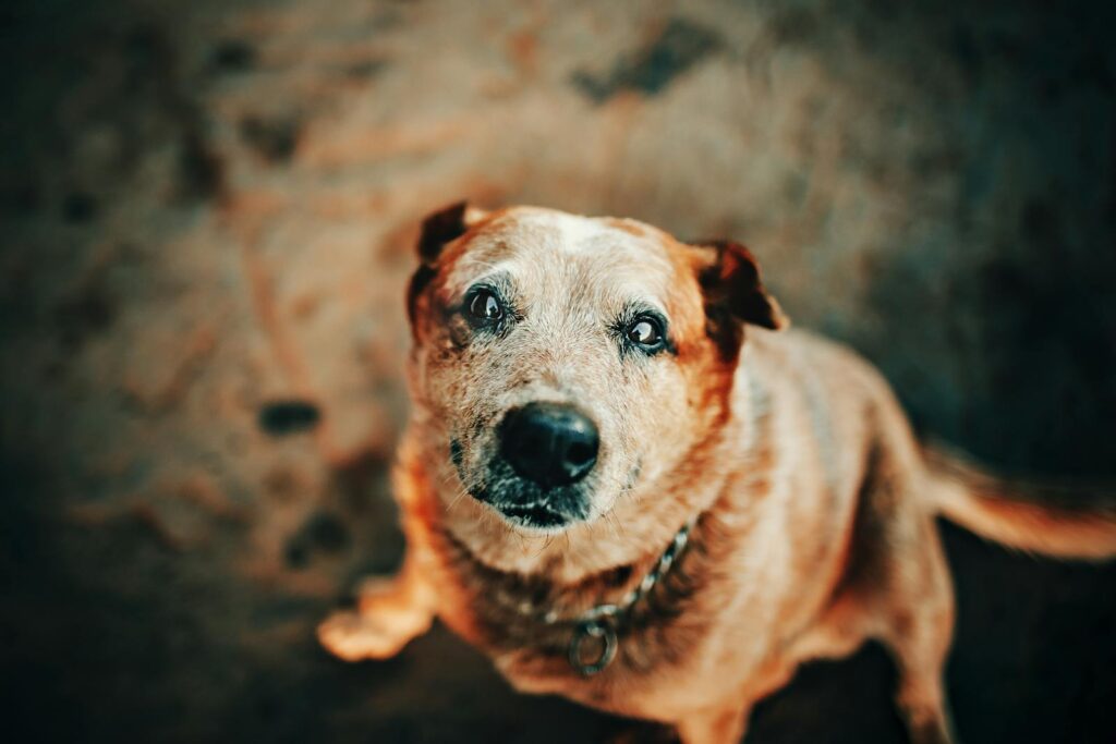 Spotting Arthritis Early: A Guide for Hamilton Dog Owners