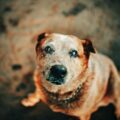 Spotting Arthritis Early: A Guide for Hamilton Dog Owners