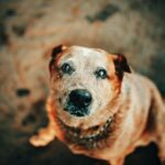 Spotting Arthritis Early: A Guide for Hamilton Dog Owners