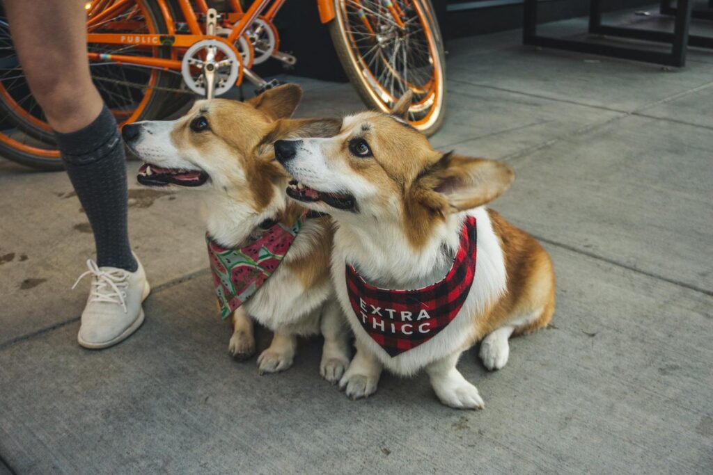 Paws in the City: Your Guide to Dog-Friendly Calgary Events