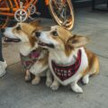 Paws in the City: Your Guide to Dog-Friendly Calgary Events