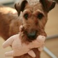 a cute dog with their toy