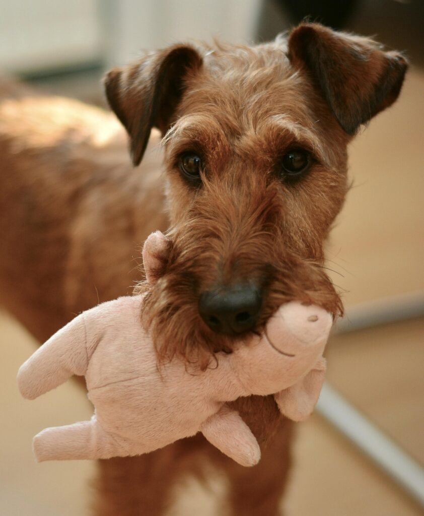 a cute dog with their toy