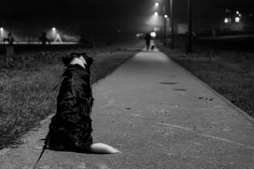 Montreal Dog Safety at Night