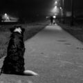 Montreal Dog Safety at Night