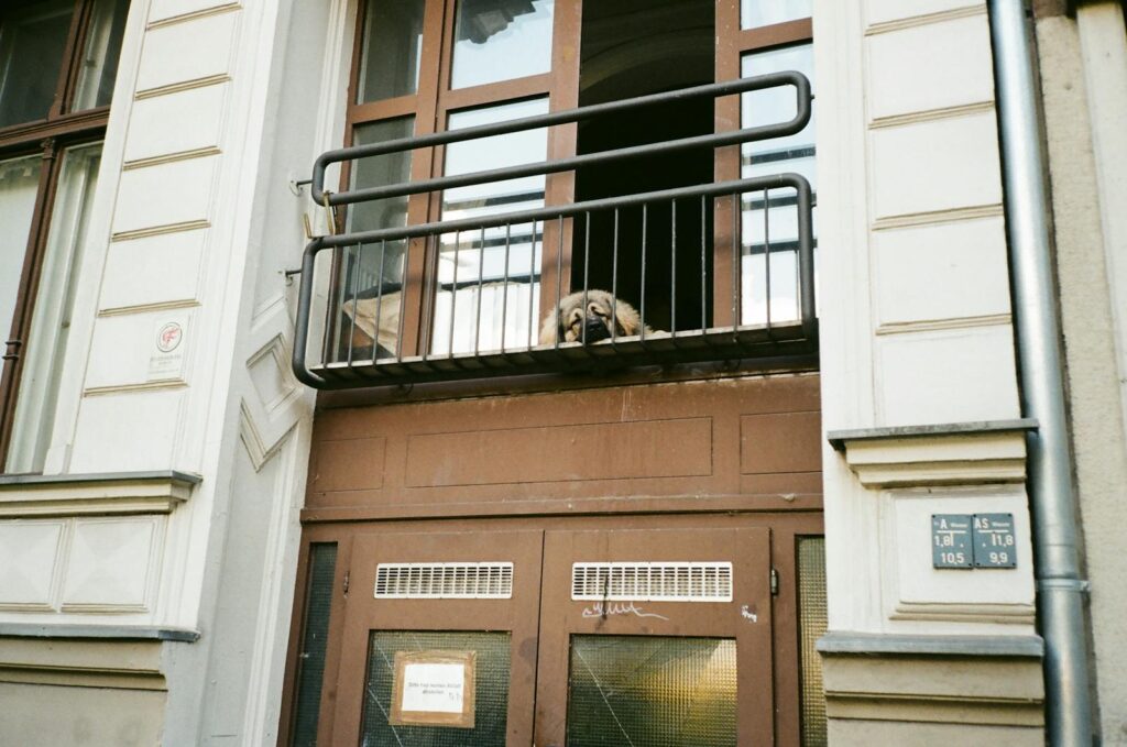 A cute dog resting on a balcony railing in an urban setting, adding charm to the building facade.