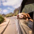 10 Tips for a Safer Long Car Ride with Your Dog