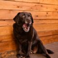 Understanding and Caring for Your Senior Dog in Mississauga