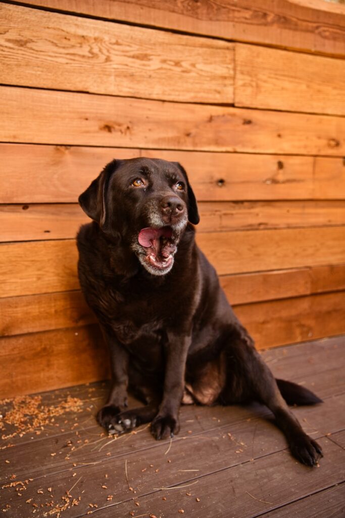 Understanding and Caring for Your Senior Dog in Mississauga