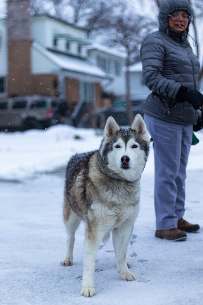 Siberian Husky standing in snow with person outdoors in Toronto.