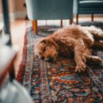A fluffy dog rests peacefully on a vibrant Persian rug in a cozy living room setting.