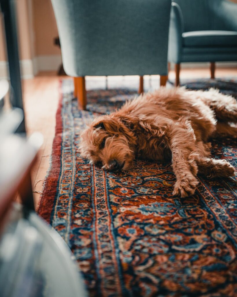 A fluffy dog rests peacefully on a vibrant Persian rug in a cozy living room setting.