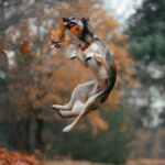 dog jumping for leaves