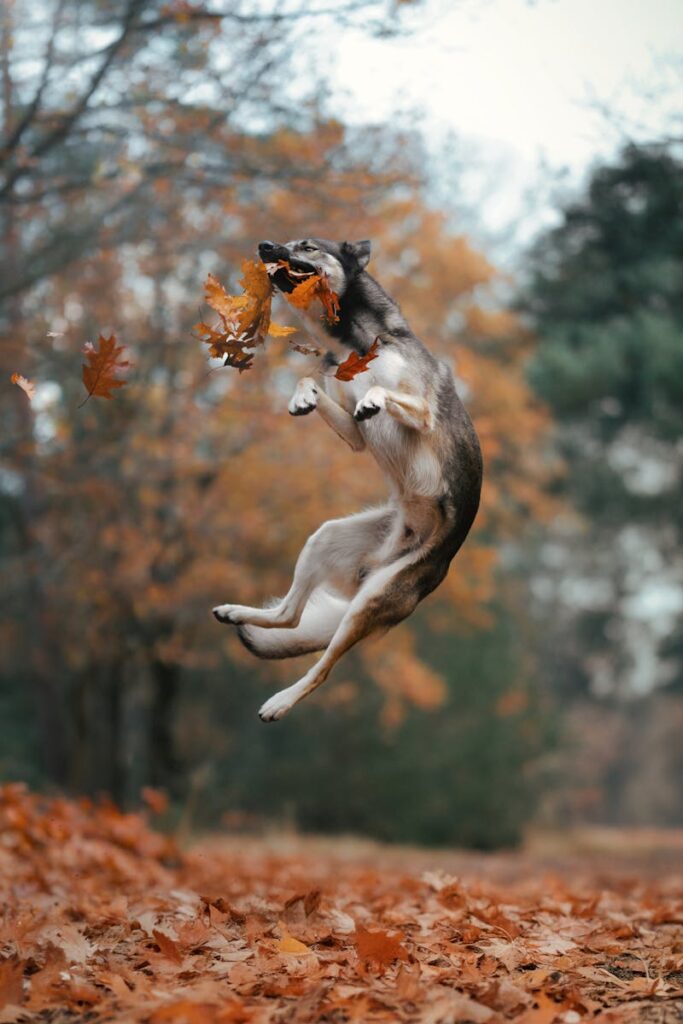 dog jumping for leaves