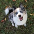 Free stock photo of adorable dog, adorable pets, autumn atmosphe