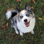 Free stock photo of adorable dog, adorable pets, autumn atmosphe