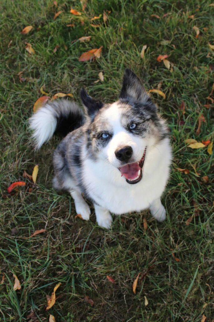 Free stock photo of adorable dog, adorable pets, autumn atmosphe