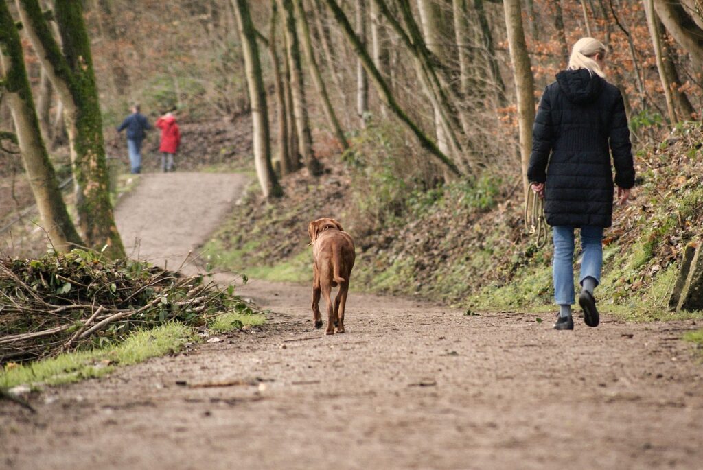 dog, walk, animal, pet, nature, domestic animal, hike