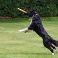 border collie, border collie in field, dog catching frisbee, dog running, black and white dog, animal, dog in garden, pet, collie, dog, outdoor, frizbee, canine, jump