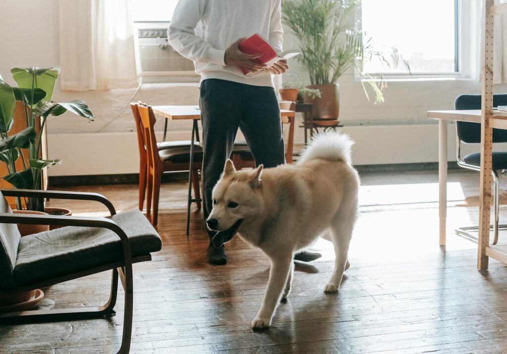 A man stands reading a book in a sunlit living room with his loyal Akita Inu dog.
