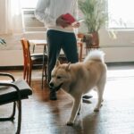 A man stands reading a book in a sunlit living room with his loyal Akita Inu dog.