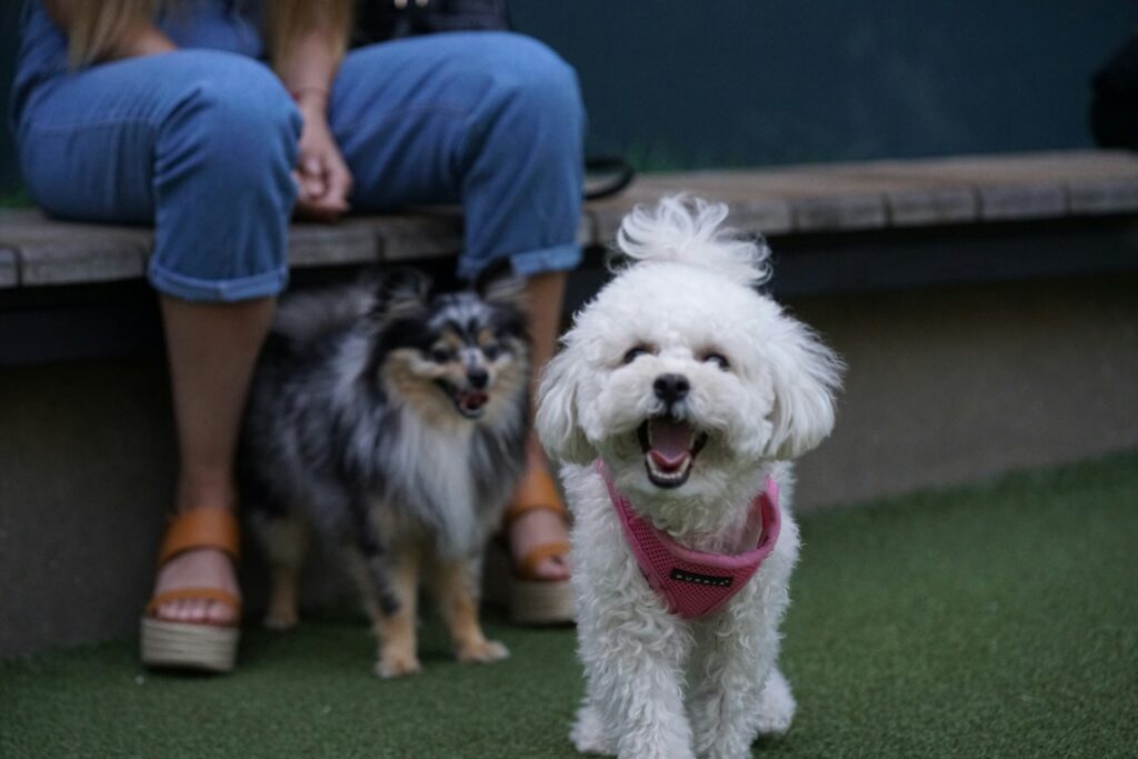 Discover Toronto’s Off‑Leash Dog Parks