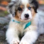 Your Complete Guide to Puppy Adoption in Hamilton