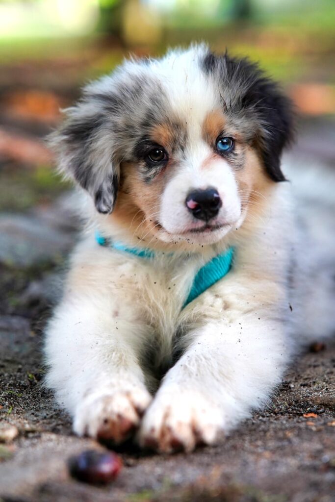 Your Complete Guide to Puppy Adoption in Hamilton