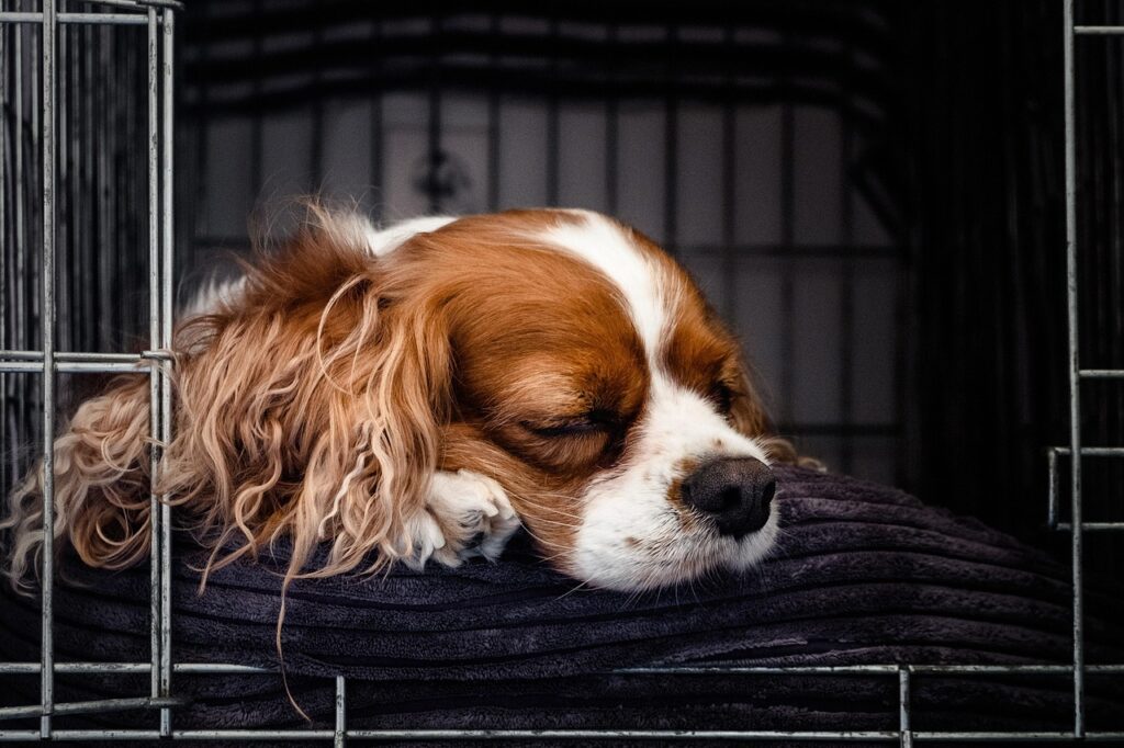 Crate Comfort: Why a Crate is Great for Your Ottawa Dog