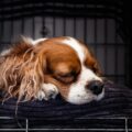 Crate Comfort: Why a Crate is Great for Your Ottawa Dog