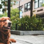 long-haired brown dog