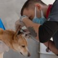 Brampton Dog Ear Cleaning Guide: A Step-by-Step Approach