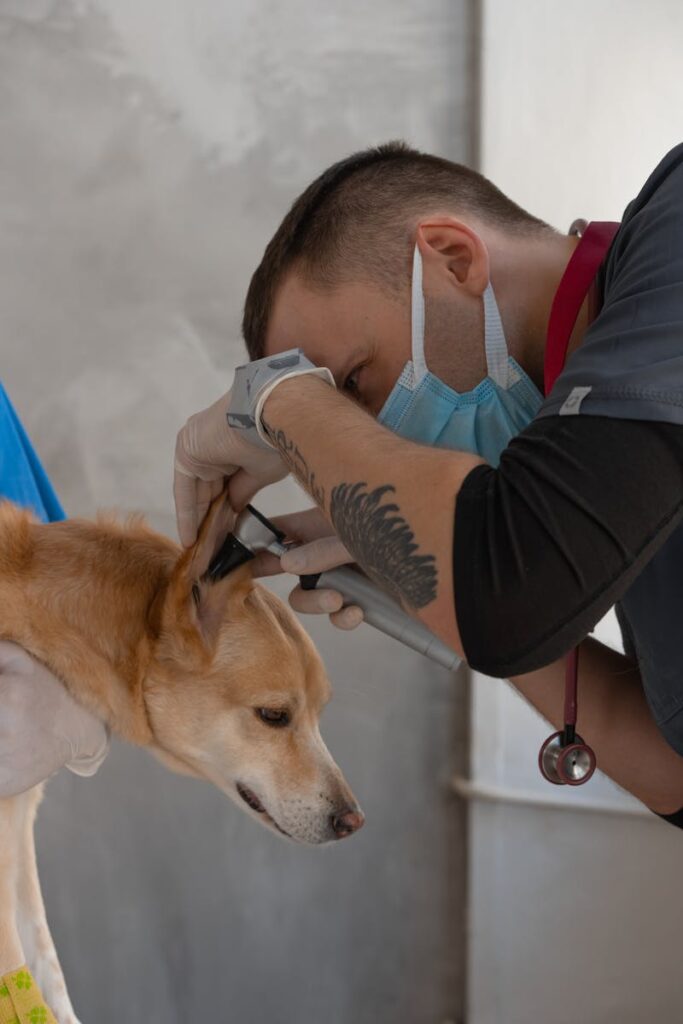 Brampton Dog Ear Cleaning Guide: A Step-by-Step Approach