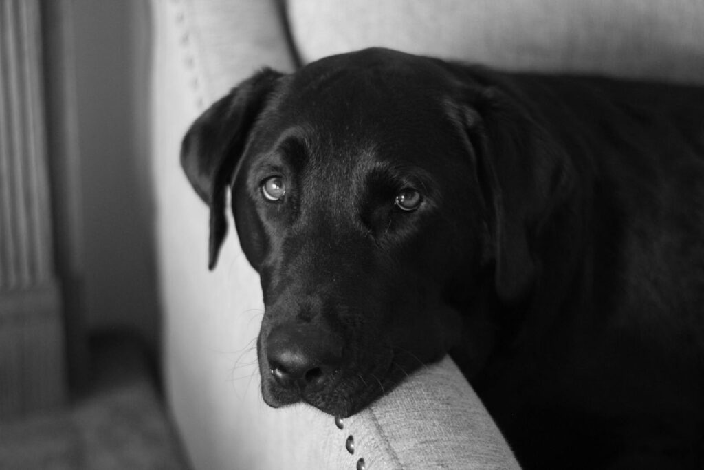 Close-up of a black Labrador retriever resting on a sofa in grayscale.