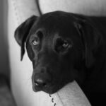 Close-up of a black Labrador retriever resting on a sofa in grayscale.