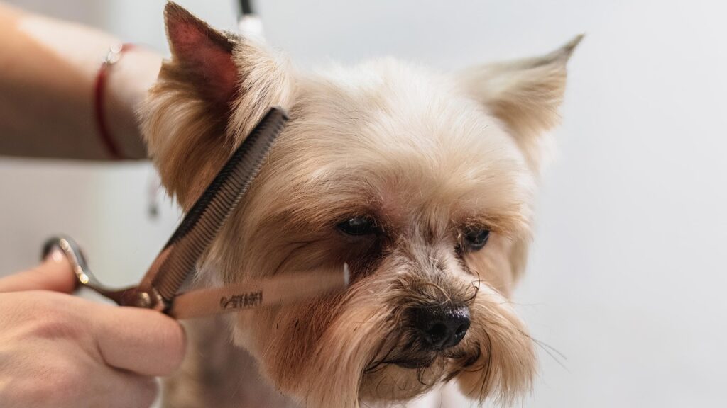 dog, nature, grooming, professional, haircut, animal, pet care, pet, canine, dog haircut, domestic animal