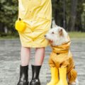 Dog-Friendly Events & Festivals in Toronto