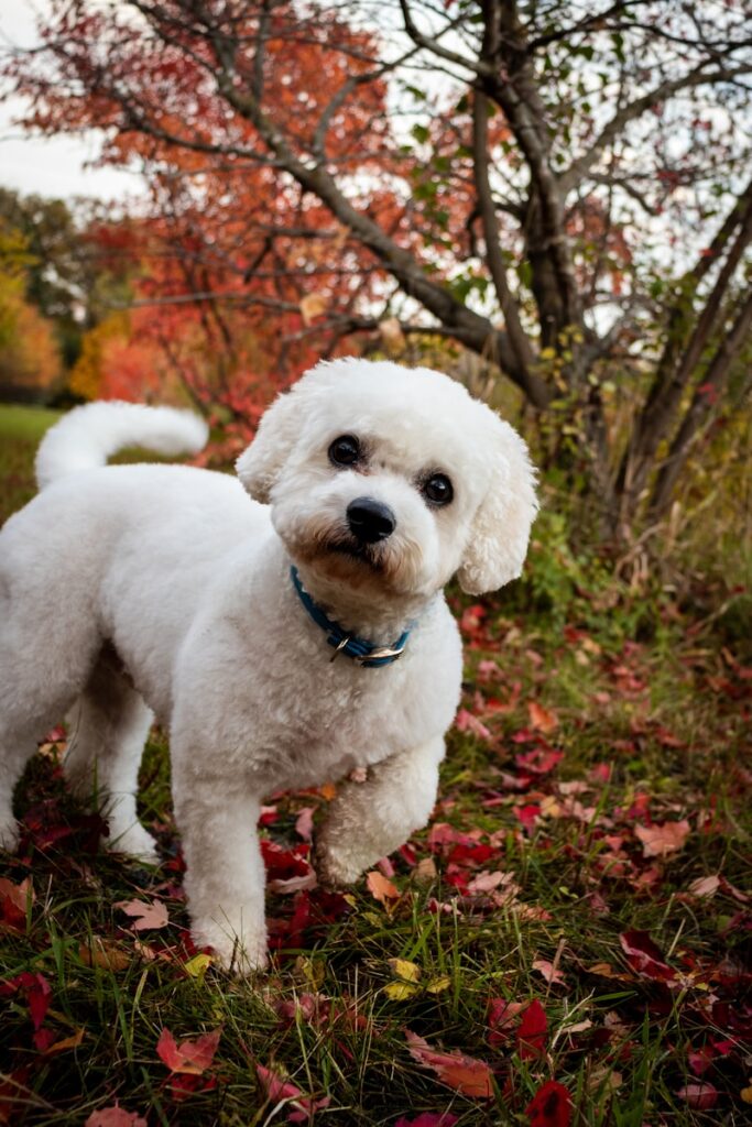 Understanding and Managing Your Dog's Fall Allergies in Montreal