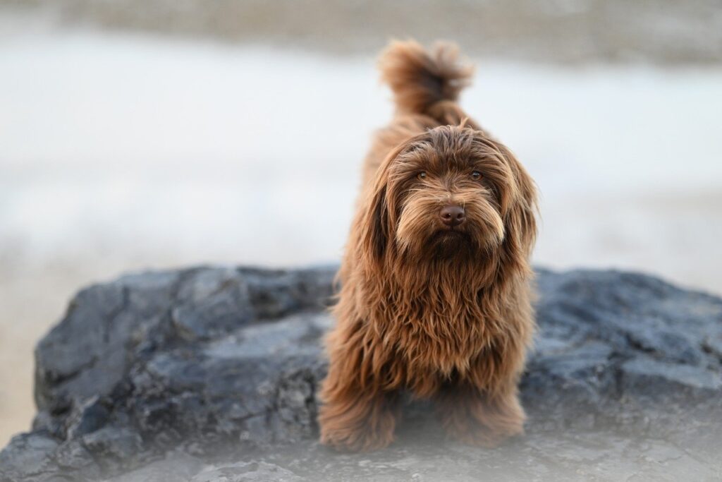 havanese dog, animal, canine, dog, havanese bichon valor, pet, chocolate color, little dog, companion dog, doggie